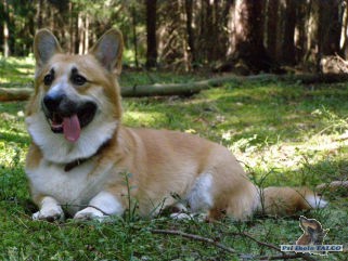 Welshcorgi Pembroke, pes (4 roky)
