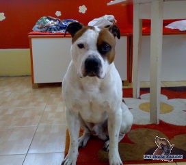 Americk� stafford��rsk� teri�r, pes (4 roky)