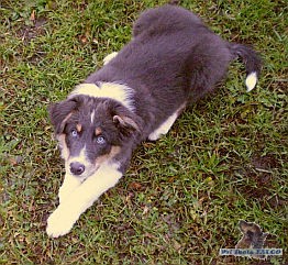 Border kolie, pes (4 m�s�ce)