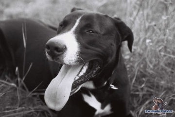 Labrador x pitbull, pes (15 m�s�c�)