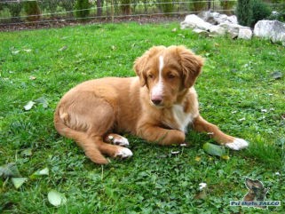 Nova Scotia Duck Tolling Retriever, pes (6 m�s�c�)