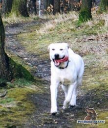 Labrador, pes (8 m�s�c�) 