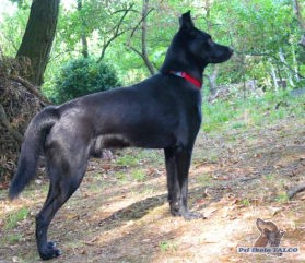 K��enec, pes (2,5 roku)