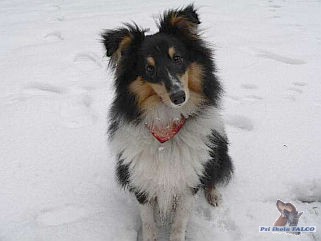 �eltie, pes (7 m�s�c�)