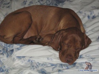 Ma�arsk� oha�, pes (2 m�s�ce)