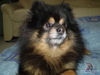 N�meck� �pic, pes 	(7 let)