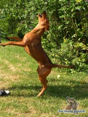 N�meck� pin�, fena (1 rok)