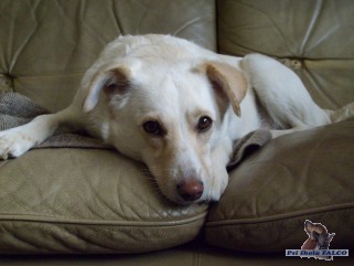 K��enec, fena (4 roky)