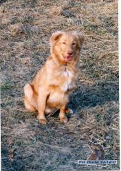Nova Scotia Duck Tolling Retriever