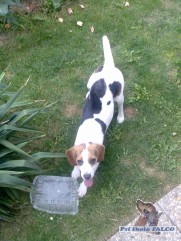 Beagle, fena (7 msc)