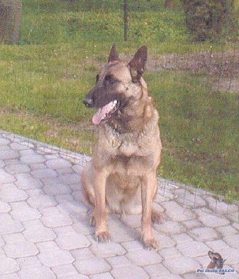 Belgick� ov��k malinois, fena (8 let)