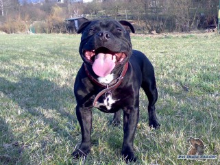 Stafford��rsk� bulteri�r, pes (2 roky)