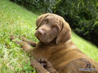 Chesapeake Bay Retriever, pes (2 m�s�ce)