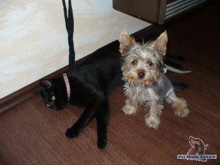 Jork��rsk� teri�r, fena (3 m�s�ce)