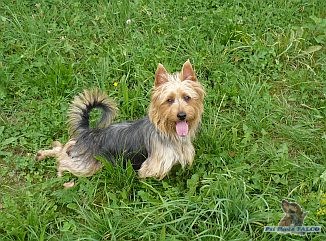 Australsk� teri�r, pes (1 rok)