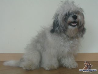 Bolo�sk� ps�k, fena (15 m�s�c�)