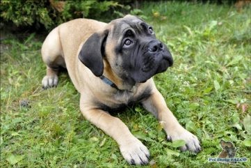 Bullmastif, pes (18 t�dn�)