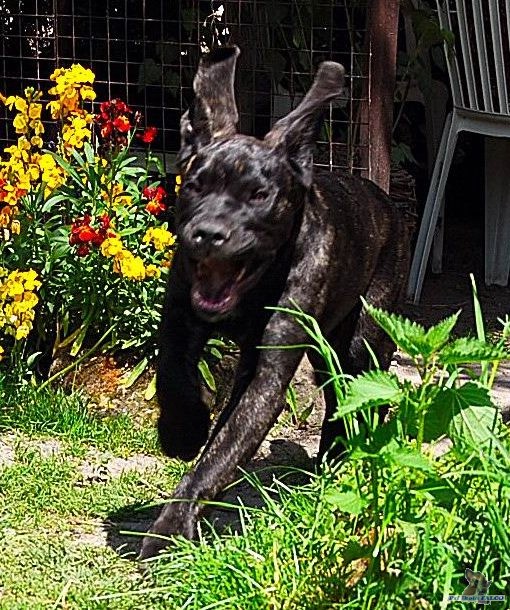 Cane corso, pes (4 m�s�ce)