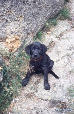 Labrador, fena (2 m�s�ce)