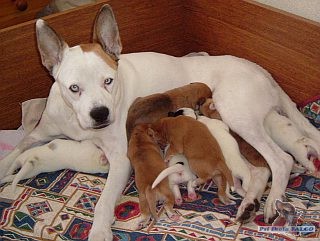 Sibi�sk� husky x boxer, fena (a jej� 8-denn� �t��ata)