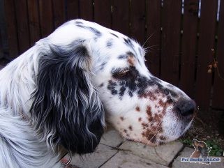 Anglick� setr, fena (6 m�s�c�)