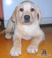 Labrador, pes (2 m�s�ce)
