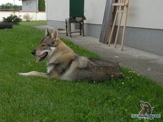 eskoslovensk vlk, pes (1,5 roku)