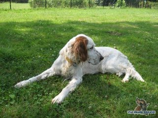 Anglick� setr, fena (10 let)