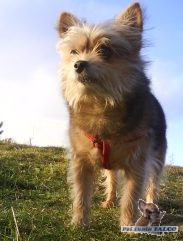 Jork��r x �ivava, pes (9 let)