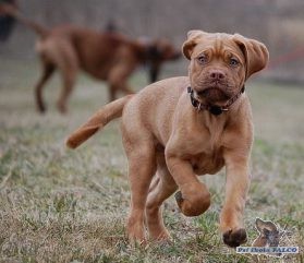 Bordeauxsk� doga, fena (4 m�s�ce)