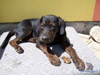 Louisiansk� leopard� pes, fena (3 m�s�ce)