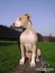 Americk� pitbulteri�r, fena (7 m�s�c�)