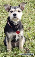 Parson Russell Terrier x kn�ra�, fena (11 m�s�c�)