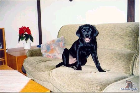 Labrador, fena (7 m�s�c�) 