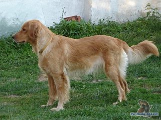 Hovawart, fena (2 roky)