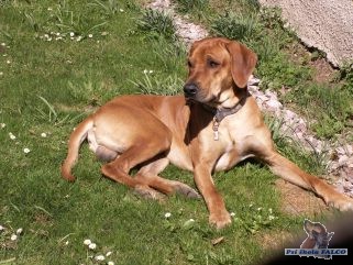 Rhodsk ridgeback, pes (3 roky)