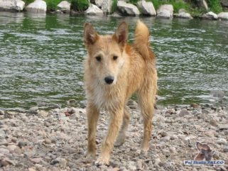 K��enec, pes (1 rok)