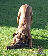 Rhod�sk� ridgeback, fena (18 m�s�c�)