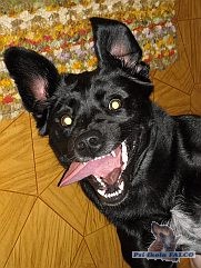 K��enec, fena (18 m�s�c�)