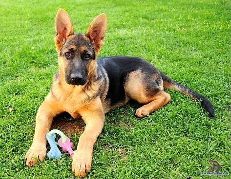 N�meck� ov��k, fena (3,5 m�s�ce)