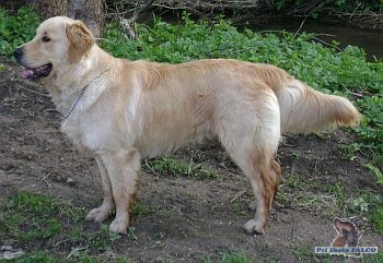 Zlat� retr�vr, pes (2 roky)