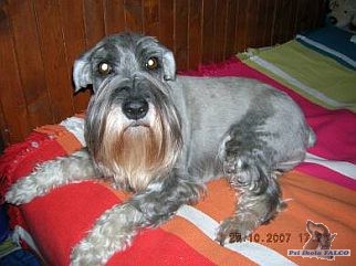 Kn�ra� st�edn�, fena (8 let)