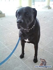 N�meck� doga x boxer, pes (3 roky)