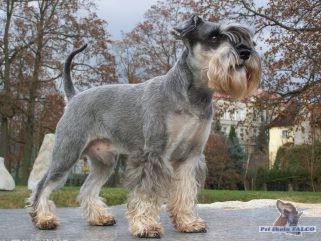 Kn�ra� mal�, pes (4 roky)