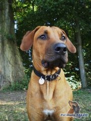 Rhod�sk� ridgeback, pes (17 m�s�c�)