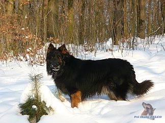 Chodsk� pes, pes (20 m�s�c�)