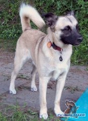 K��enec, pes (1,5 roku)