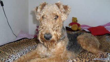 Airedale terrier, pes (3 m�s�ce)