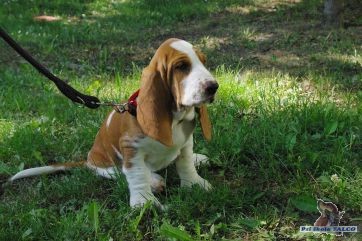 Basethound, fena (6 m�s�c�)