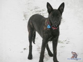 Holandsk� ov��k, fena (4 m�s�ce)